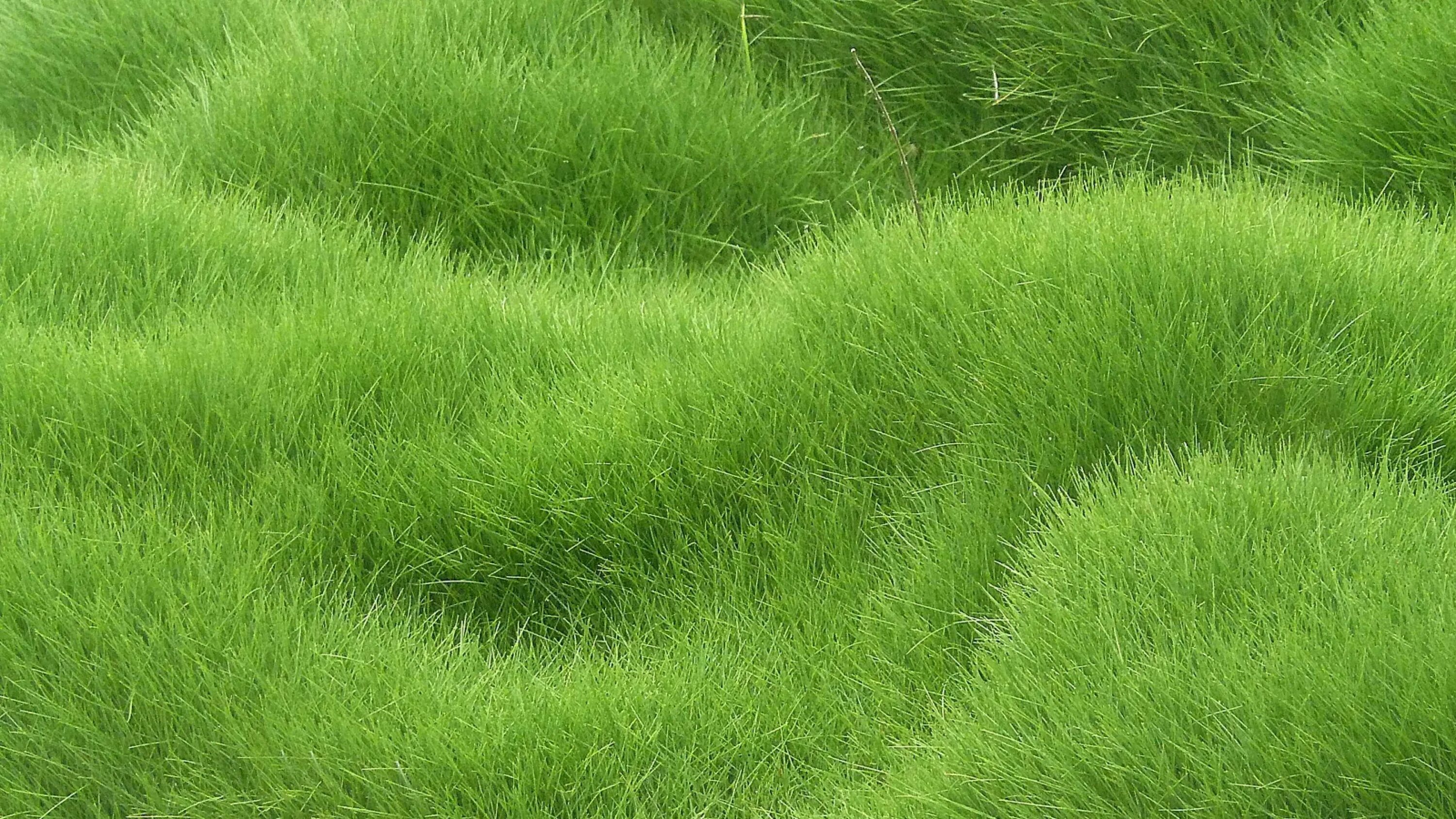 Wide green. Carpet grass texture бесшовная. Цвет Грасс Грин. Зеленый газон. Трава фон.