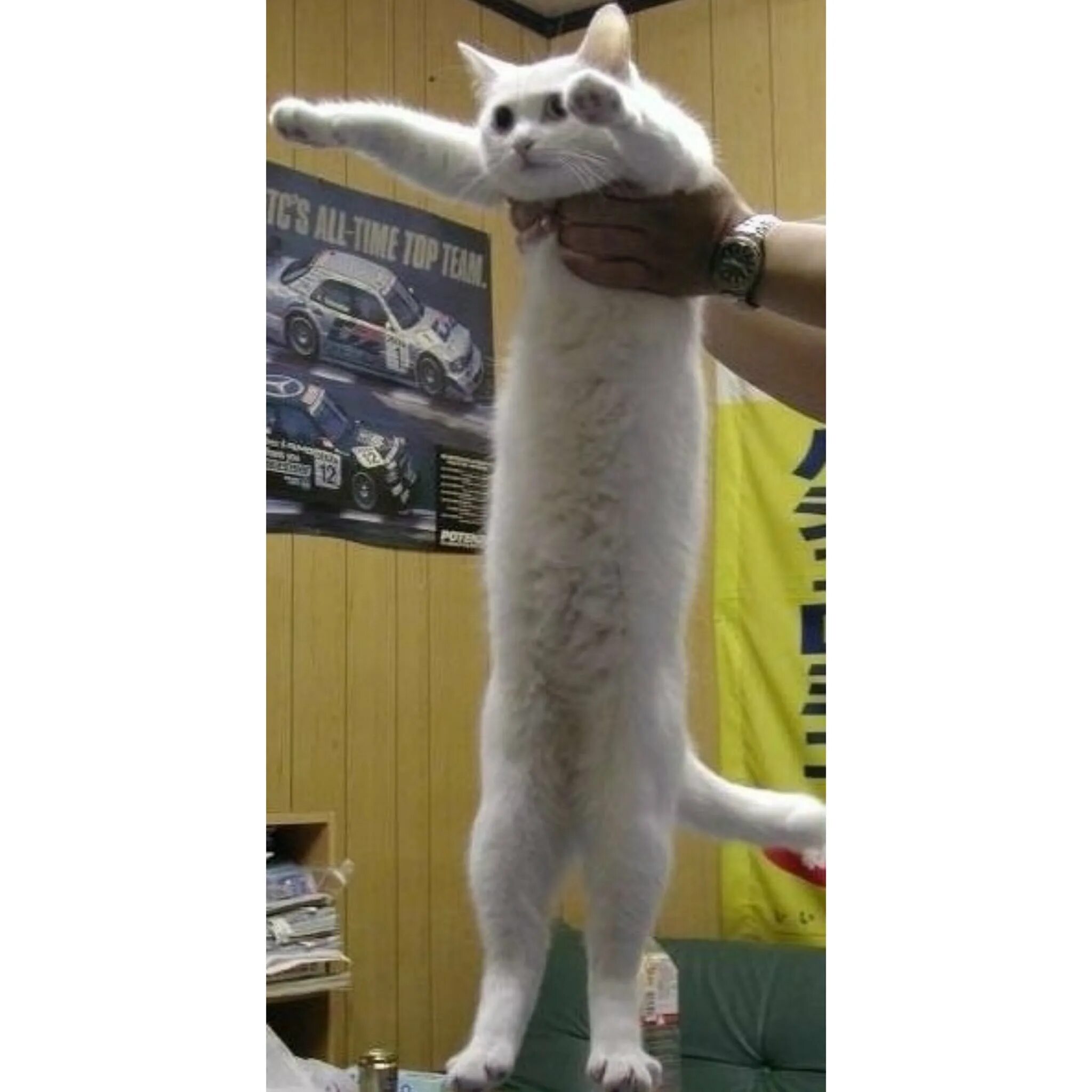 котик в полный рост. длинный кот мем. кот стоит. кот без лап. кошка с видеокамерой.