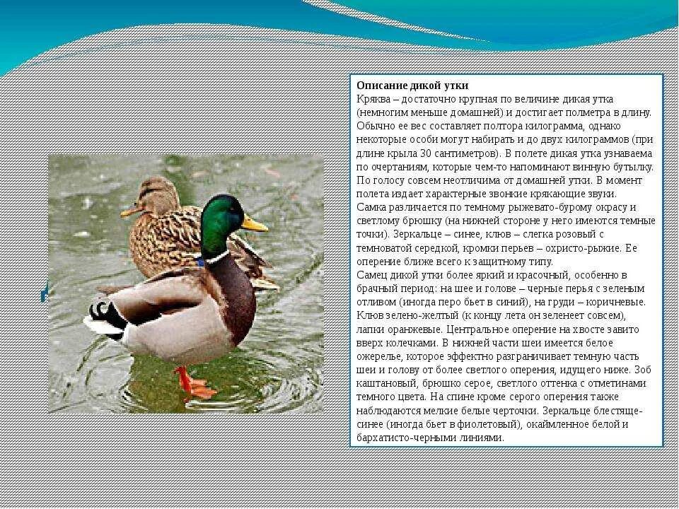 Среда обитания утки биология. Среда обитания утки биология. Птицы которые обитают в водоёмах?. Утка кряква среда обитания. Чирок трескунок ареал.