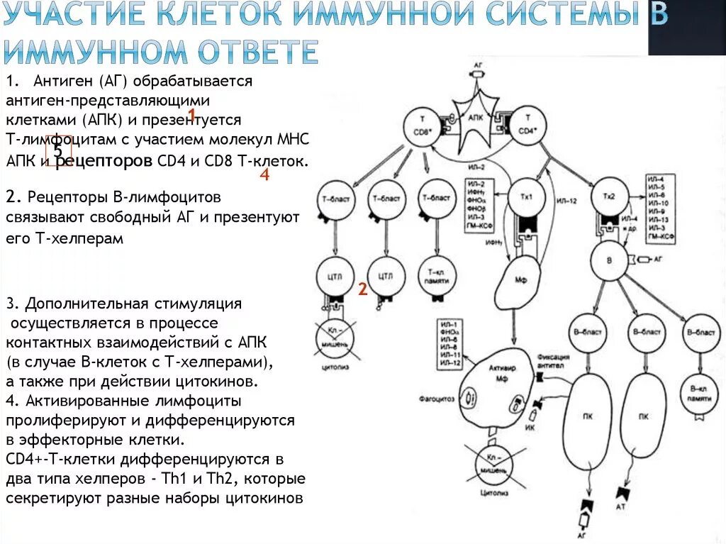 Иммунокомпетентные клетки т и в лимфоциты. Взаимодействие иммунных клеток в иммунном ответе. Стадии клеточного иммунного ответа по стадиям. Схема кооперации клеток в иммунном ответе. В реакциях иммунного ответа участвуют