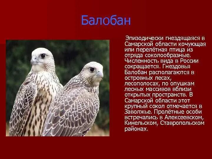 Презентация "Природа Самарского края"