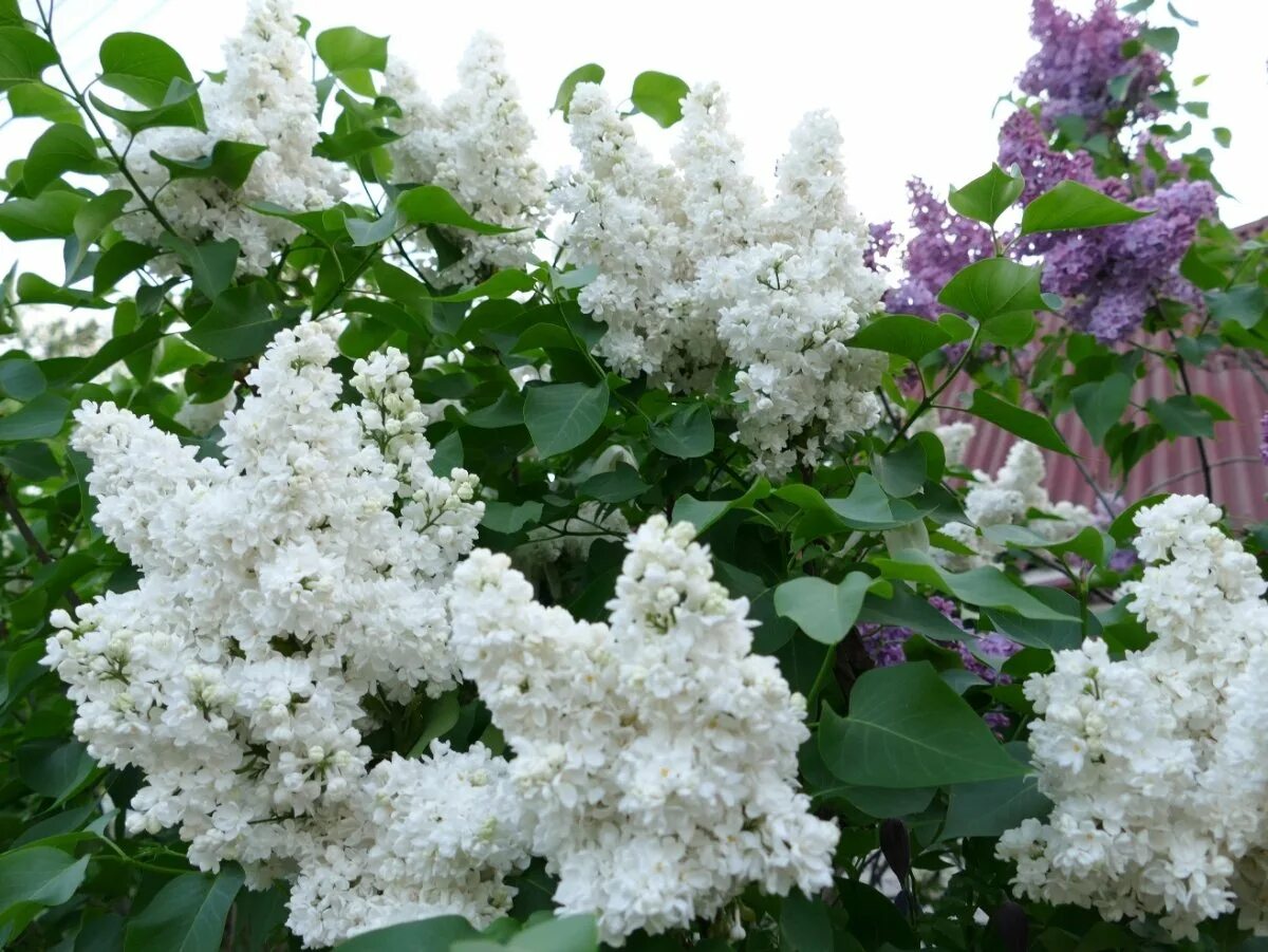 Сирень белая сорта. Сирень обыкновенная 'Monique Lemoine'.