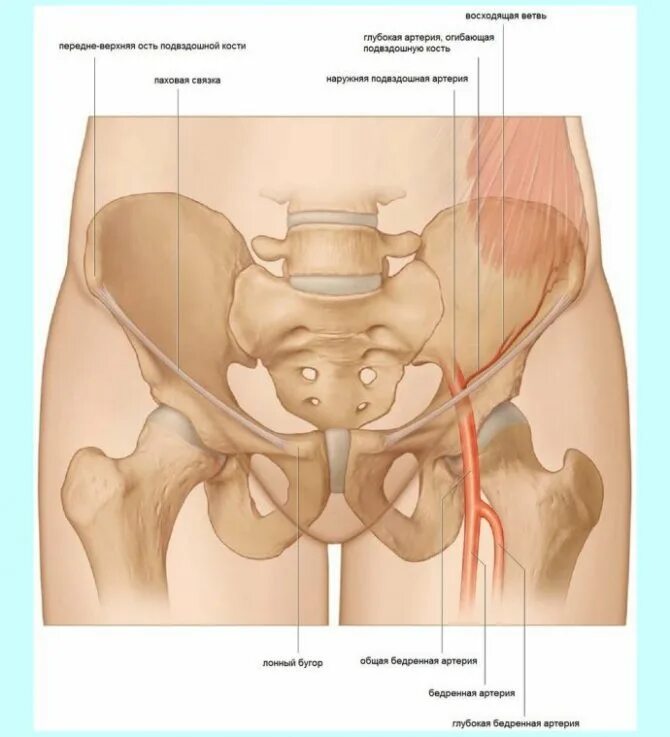 Малый косой размер таза. Левый таз. Анатомия тазобедренного сустава сзади. Внутренняя запирательная мышца таза. Кости таза лонная кость.
