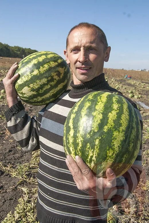 Арбуз осенний. Урожай арбузов. Арбузы осенние сорта. Огород арбузов. Урожай Кавунов.