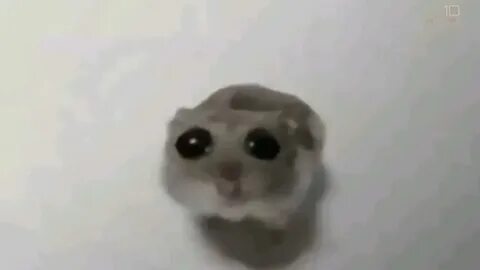Картинка грустного хомяка мем