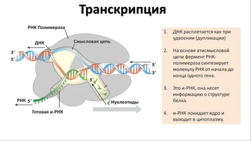 Транскрибируемая днк направление. Принципы транскрипции РНК. Принципы транскрипции ДНК. Смысловая и транскрибируемая цепь ДНК. Смысловая цепь РНК.