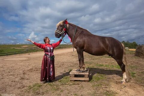 Лошади архангельская область