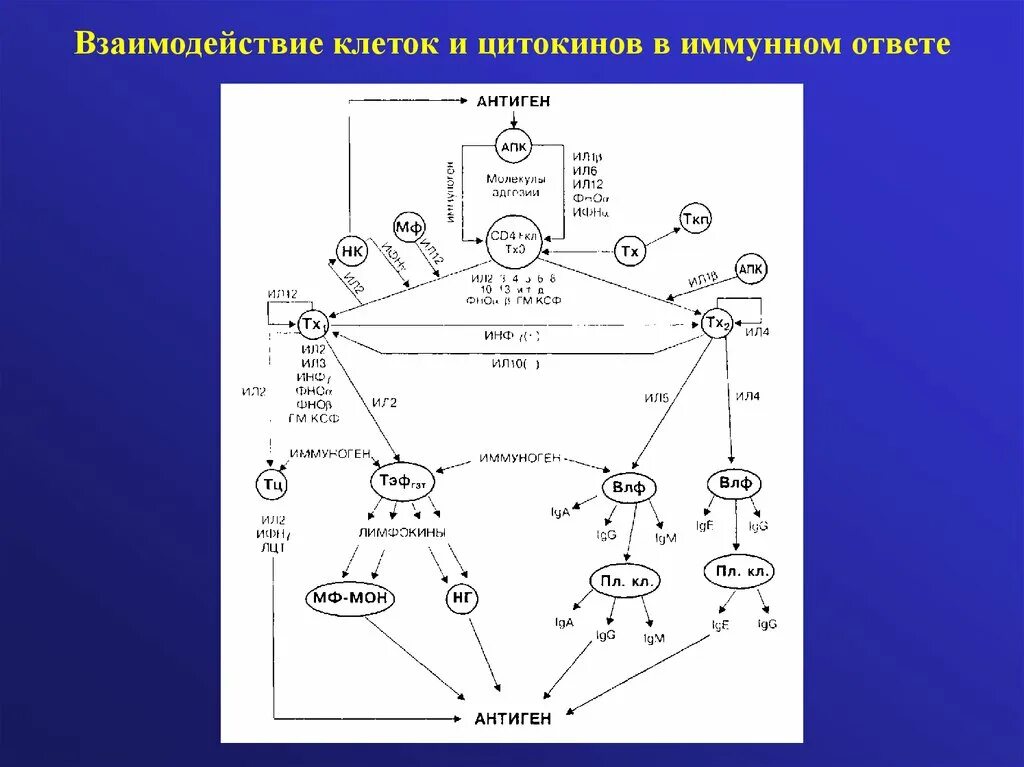 Взаимодействие иммунных клеток. Взаимодействие клеток в иммунном ответе. Схема взаимодействия иммунокомпетентных клеток в иммунном ответе. Взаимодействие клеток при иммунном ответе. Механизмы взаимодействия клеток в иммунном ответе.