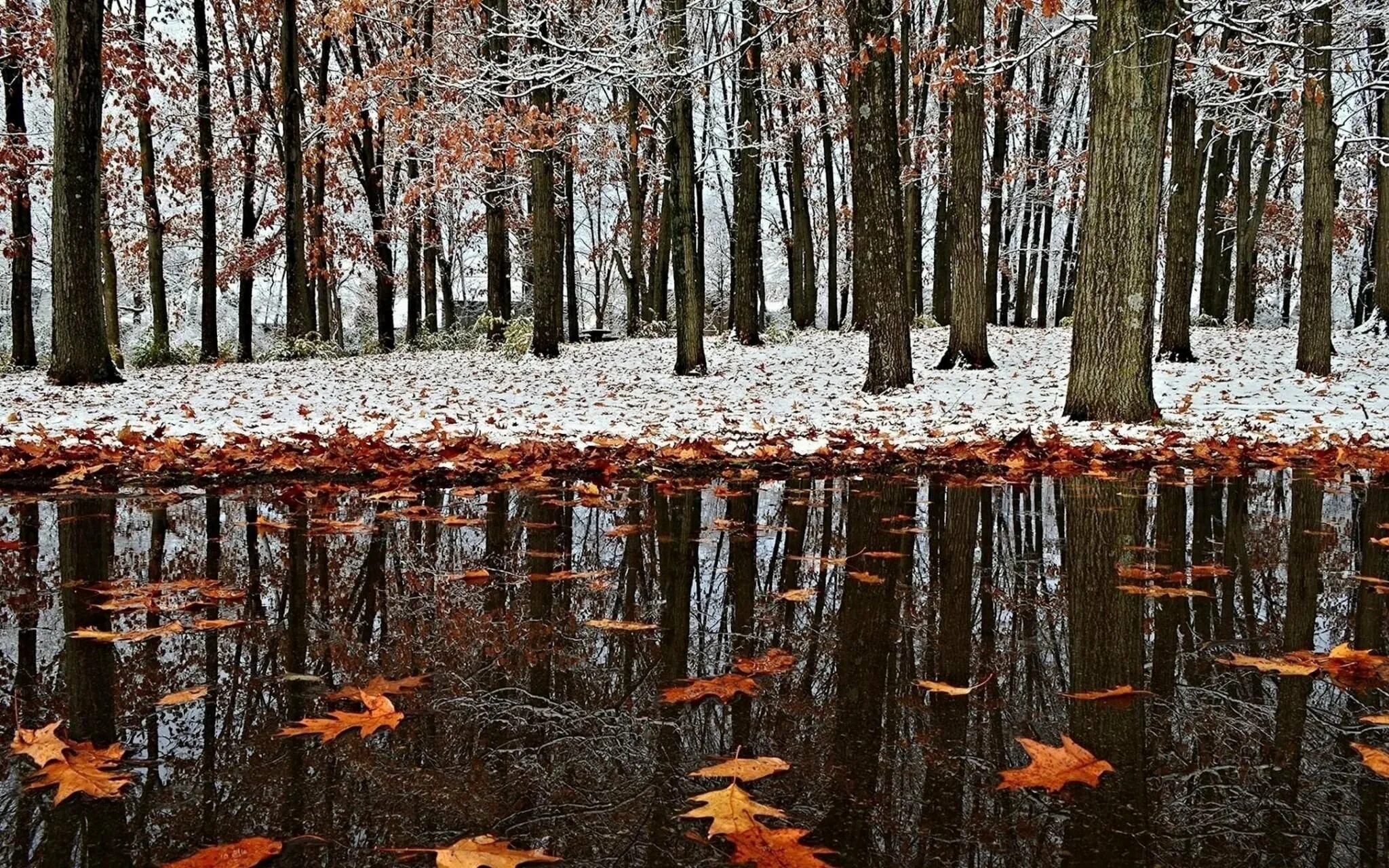 Поздней осени какое число. Поздняя осень. Осень ноябрь. Глубокая осень. Природа поздняя осень.