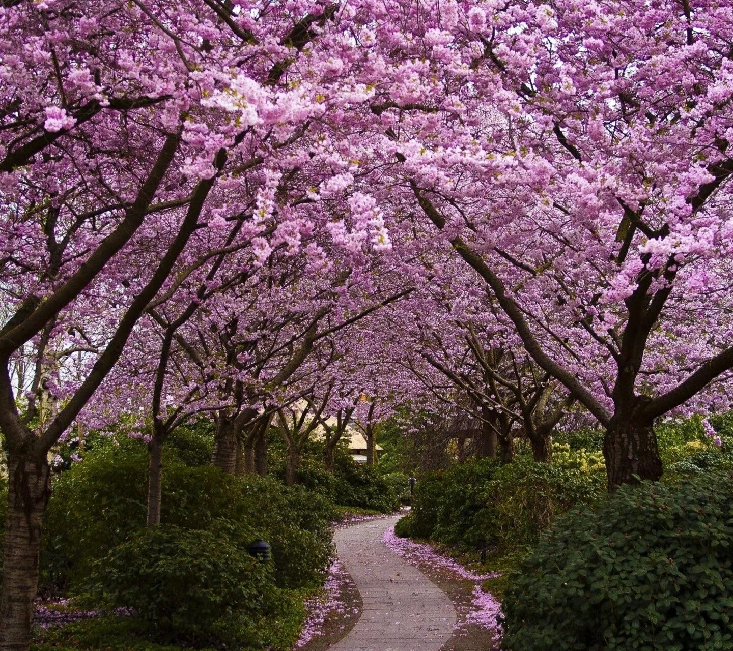 Черри блоссом. Сакура черри блоссом дерево. Японский сад Мрия Сакура. Pink черри блоссом дерево деревья парк.