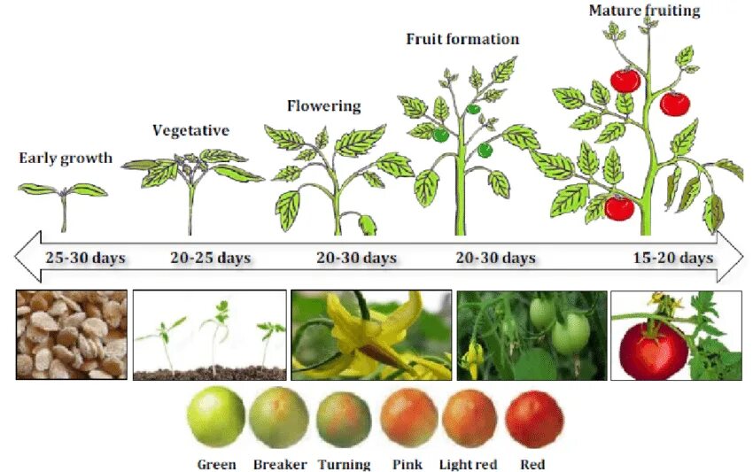 Размер семян томата. Стадии развития томата. Томаты этапы развития. Фазы развития томата. Фазы развития томатов по дням.