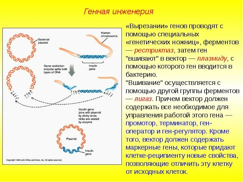 Методы введения днк. Этапы генной инженерии схема. Основные этапы генетической инженерии. Основные этапы методов генетической инженерии. Методы получения генов в генной инженерии.