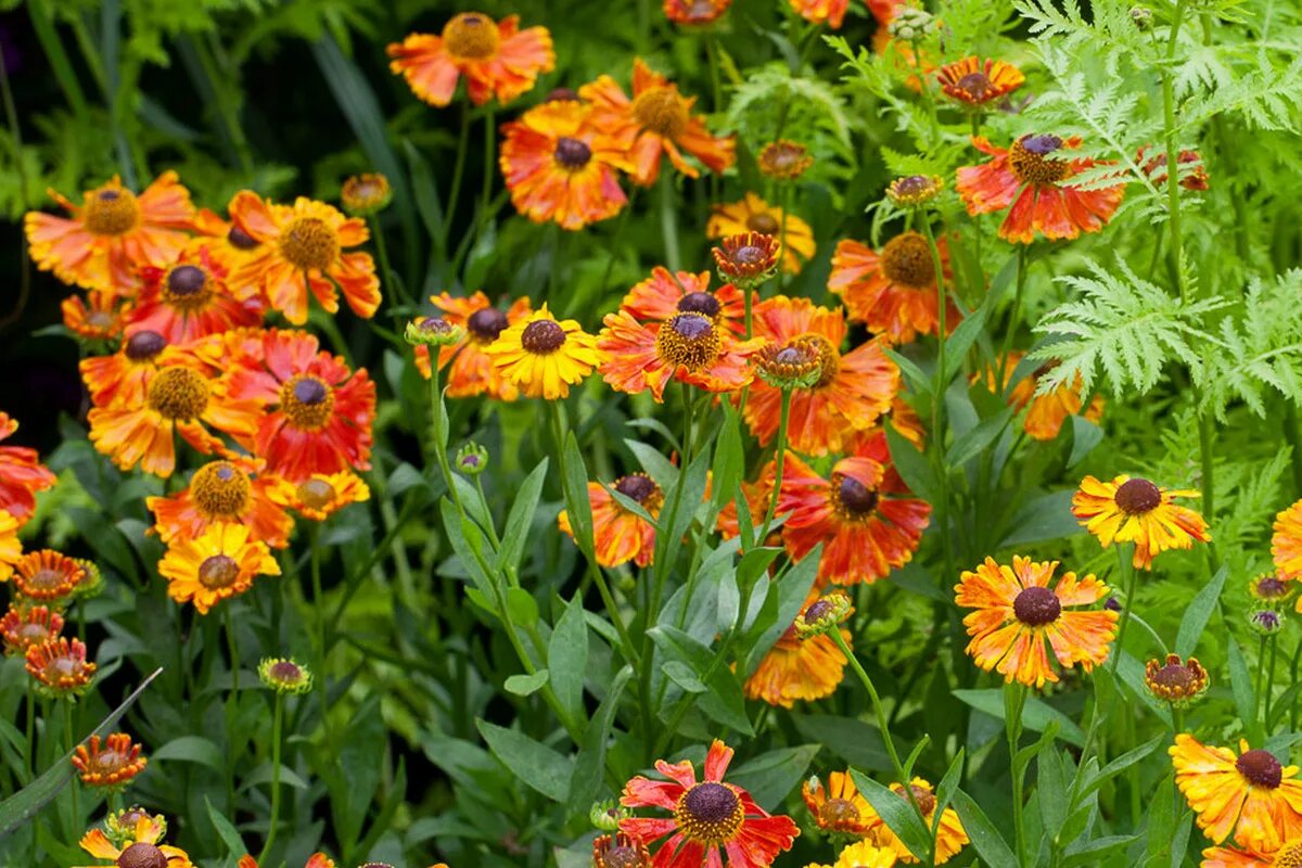 Гелениум многолетний. Гелениум гибридный. Гелениум rubinzwerg. Гелениум дабл трабл. Гелениум стебель и листья.