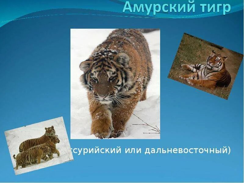 Проект уссурийский тигр 3 класс Амурский тигр 3 класс по окружающему миру