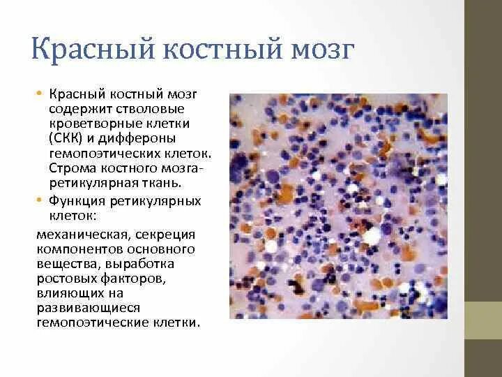 Клетки образующиеся в красном костном мозге. Стромальные компоненты красного костного мозга. Ретикулярные клетки красного костного мозга. Ретикулярная Строма красного костного мозга. Основные структурные компоненты красного костного мозга.