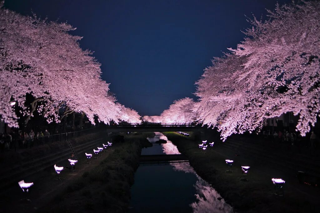 Сакура ночью. Цветущая Сакура Киото. Токио Сакура. Чидоригафучи Токио. Япония красивые места.