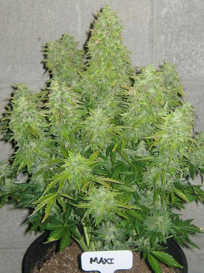 Автоцвет Индика. Лоурайдер автоцвет. Автоцвет Amnesia Haze. Auto reg