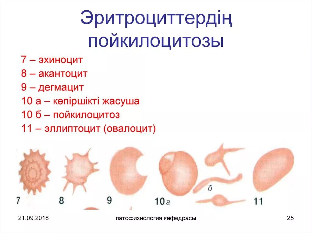 Пойкилоцитоз эхиноциты. Пойкилоцитоз эритроцитов. Эритроциты шизоциты. Пойкилоцитоз формы эритроцитов.