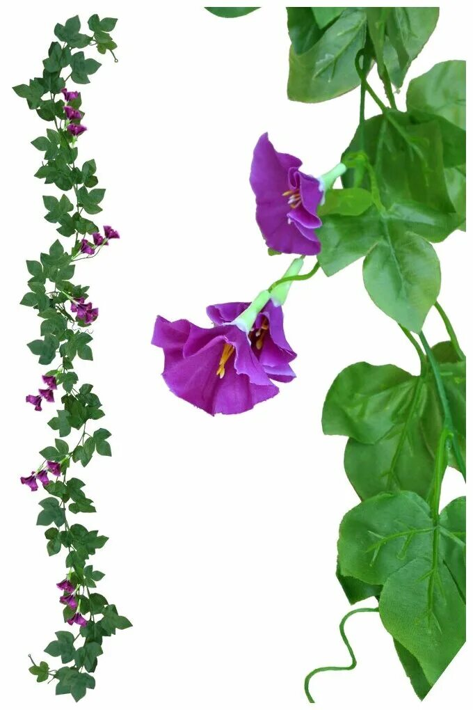 Ипомея луноцвет. Вьюны вьющиеся растения плющ. Запрет на вьюны. Запрет на вьюны. Отрава для вьюна.