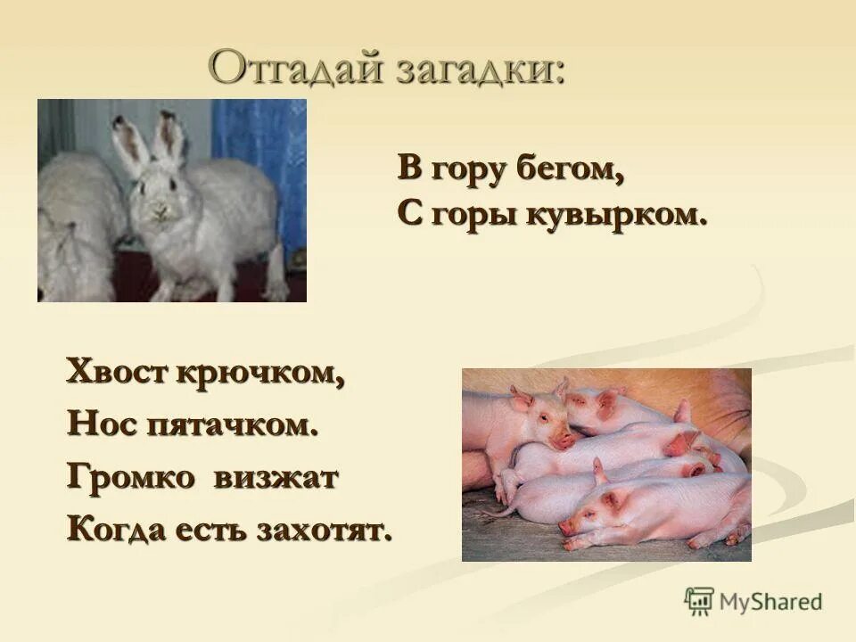 в гору бегом а с горы кувырком ответ на загадку. загадка в гору бегом с горы кувырком. сообщение о животных лес и человек. загадка без рук без. загадка в гору бегом а с горы кувырком ответ на загадку.