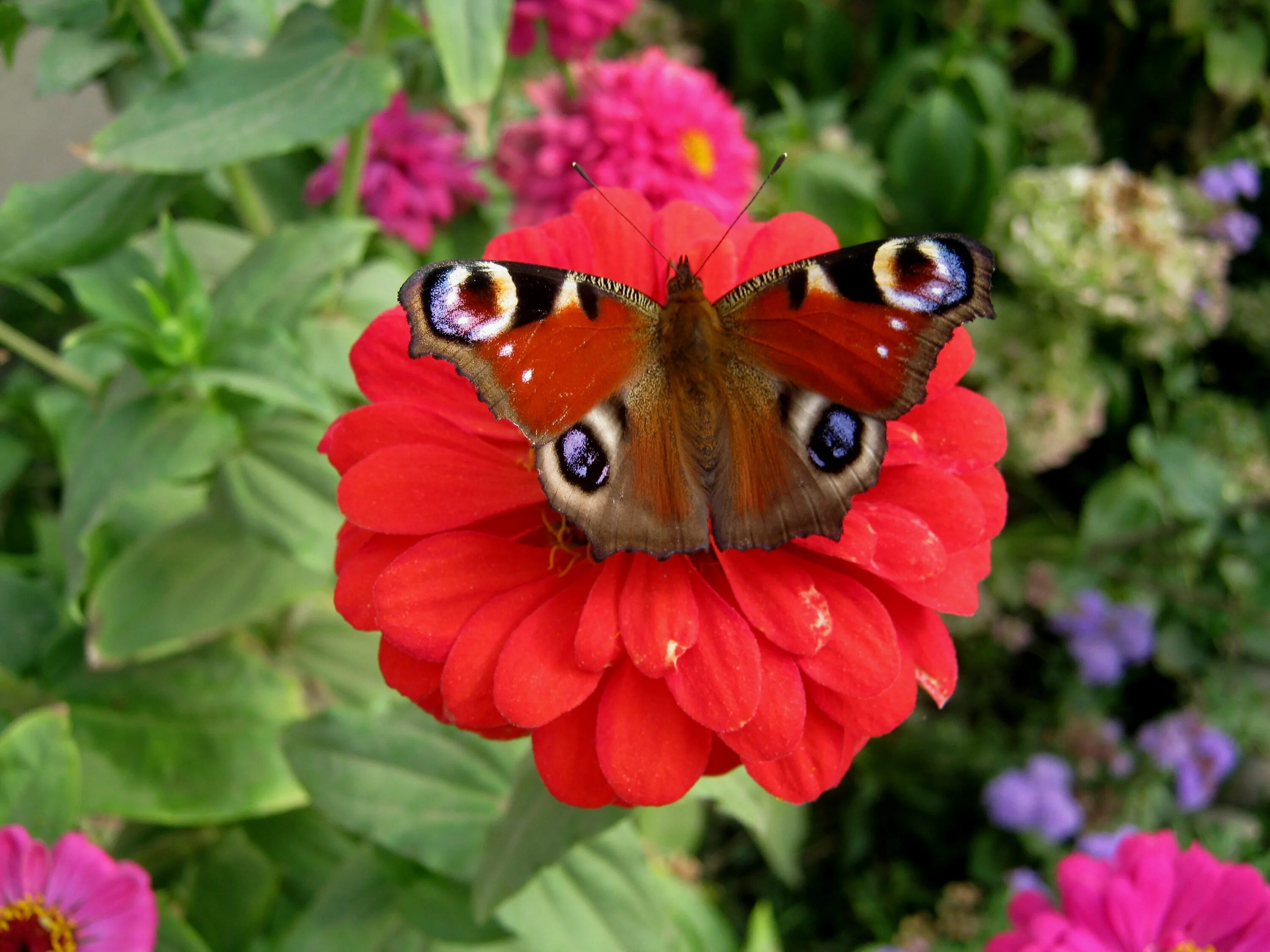 Бабочка в садик. Бабочка. Сад бабочек. Красивая бабочка на цветке в саду. Бабочки фото.