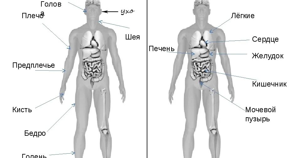 Части тела человека впр 4 класс окружающий. Части тела человека ВПР 4 класс. Тело человека органы 4 класс ВПР. Рассмотри изображение человека. Строение человека 4 класс окружающий мир ВПР.