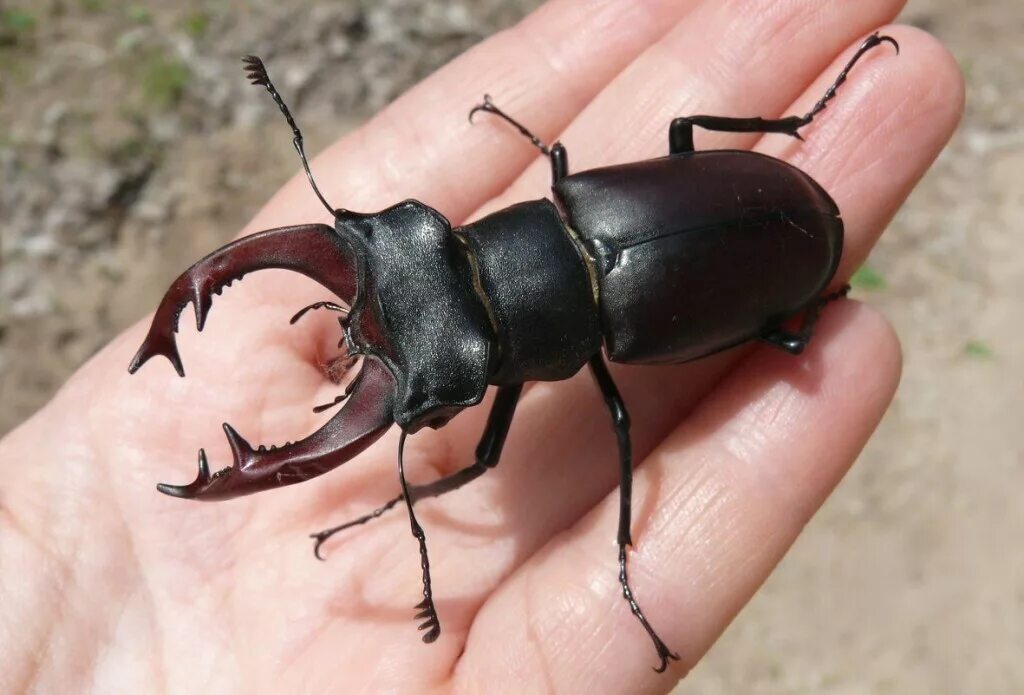 Жук-олень (lucanus cervus). Жук олень рогач. Вильчаторогий жук носорог. Рогатое насекомое. Рогатое насекомое.