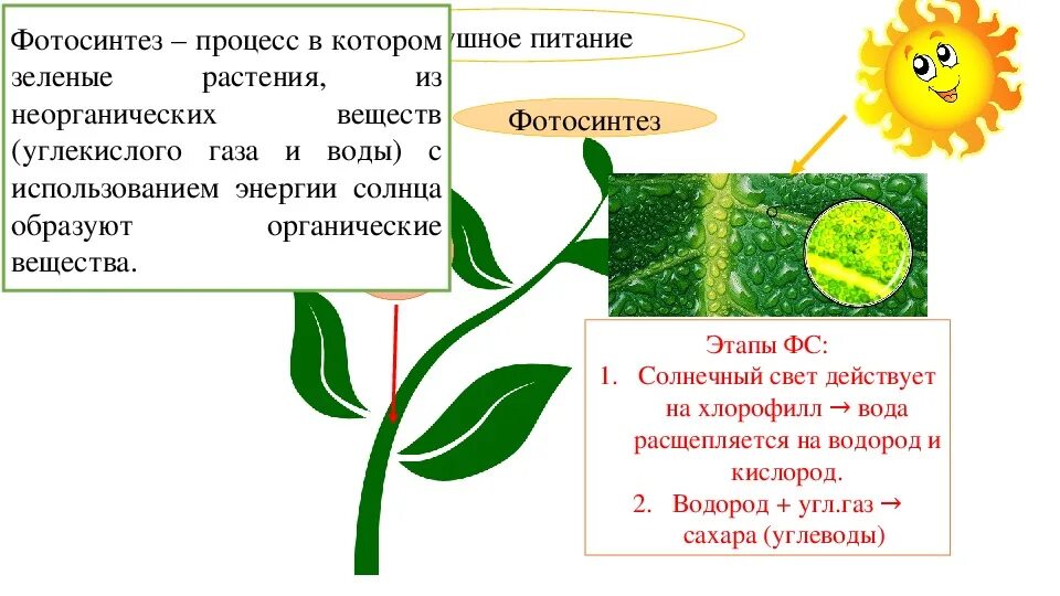 Тест по теме фотосинтез и дыхание растений. Конспект по биологии 6 класс воздушное питание растений фотосинтез. Воздушное питание растений 6 класс биология. Воздушное питание растений фотосинтез. Воздушное питание фотосинтез 6 класс.