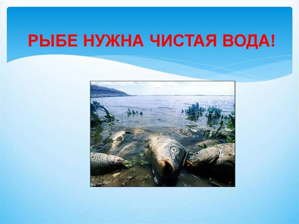 Особенности питания рыб. Зачем рыбе плавники. Как дышит рыба в воде. Рыбы дышат кислородом. Рыбы дышат под водой.