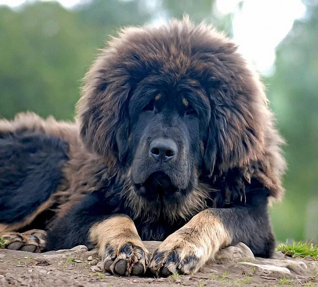 Огромная собака порода. Тибетский мастиф. Ирландский мастиф. Собака тибетский мастиф. Тибетский мастиф большой.