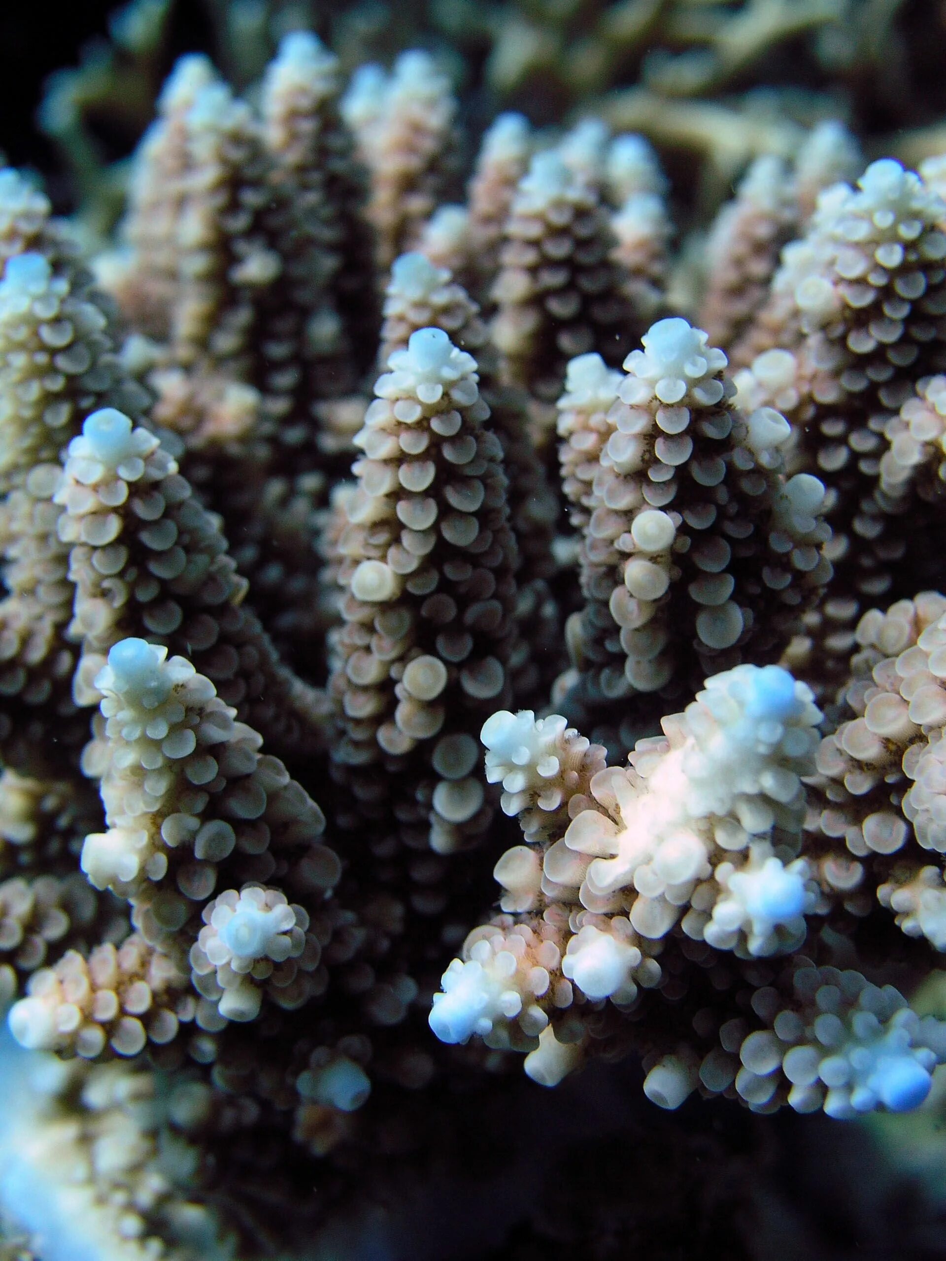 Coral life. Акропора коралл. Коралл Acropora. Акропора спатулата коралл. Акропора милипора.