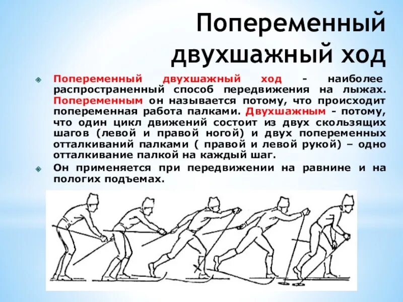 Попеременный двухшажный ход на лыжах состоит из