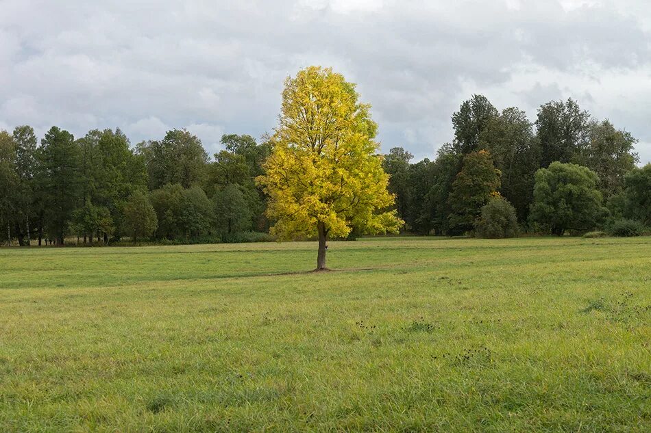 дубовая аллея санкт-петербург. царское село нижний отдельный парк. парк пушкина нижний новгород. нижний отдельно. шуваловский парк гранитный мостик.