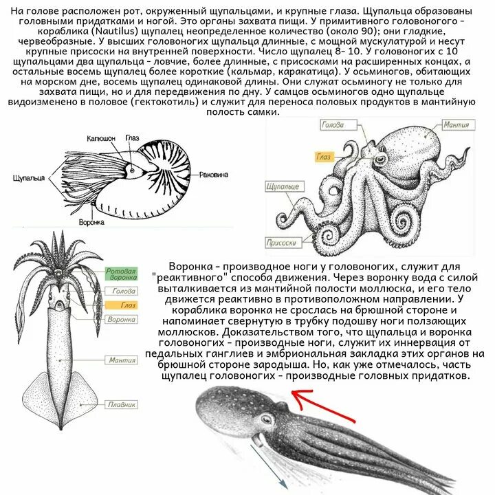 Строение каракатицы схема. Кальмар осьминог каракатица. Головоногие моллюски. Тип развития каракатицы.