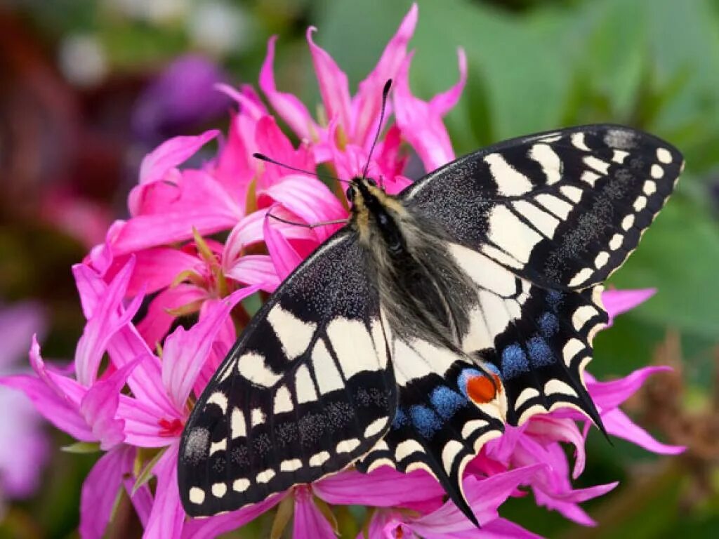 Animal uk. Махаон (бабочка). Papilio Machaon Pupa. Синий Махаон бабочка. Black swallowing бабочка.