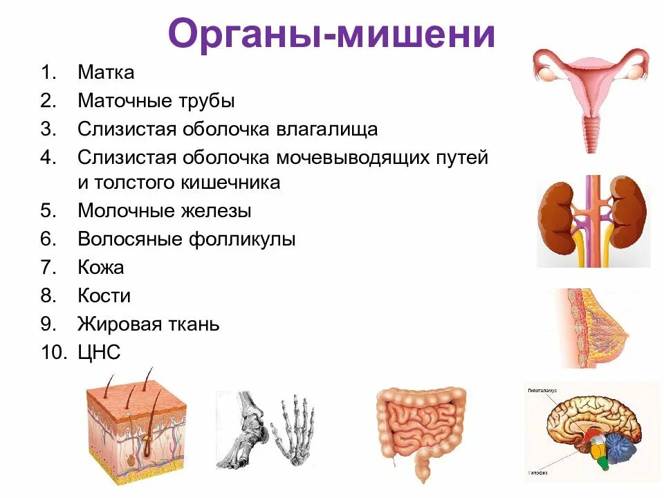 Наружные органы мишени. Органы мишени в гинекологии. Органы мишени перечислить.