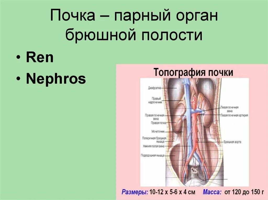 Расположение почек в брюшной полости. Органы брюшной полости почки. 3 парных органах