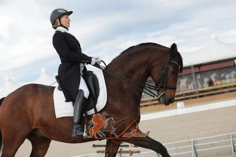 конюшня битца москва. конно спортивная улица. кск новый век соревнование. курская конно-спортивная школа курск. конно спортивная улица.
