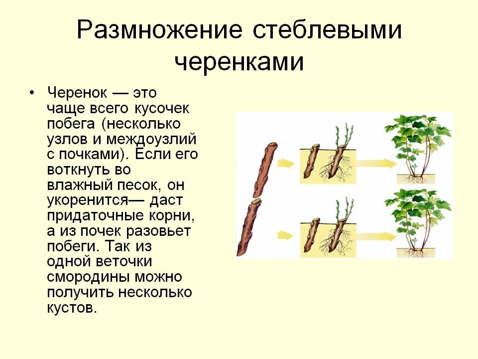 Размножается ли корень. Вегетативное размножение растений стеблевыми черенками. Способы вегетативного размножения растений стеблевыми черенками. Вегетативное размножение прививкой отводками. Размножение стеблевыми черенками характеристика.