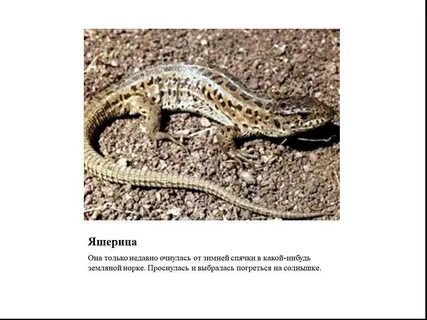 Когда ящерицы впадают в спячку