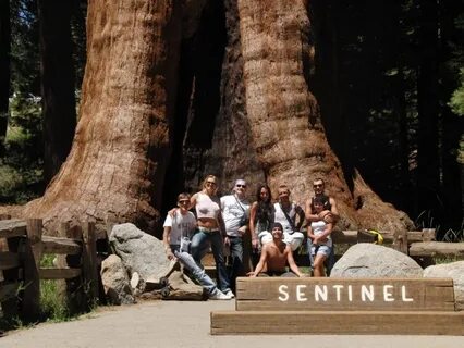 Hard times at sequoia state park