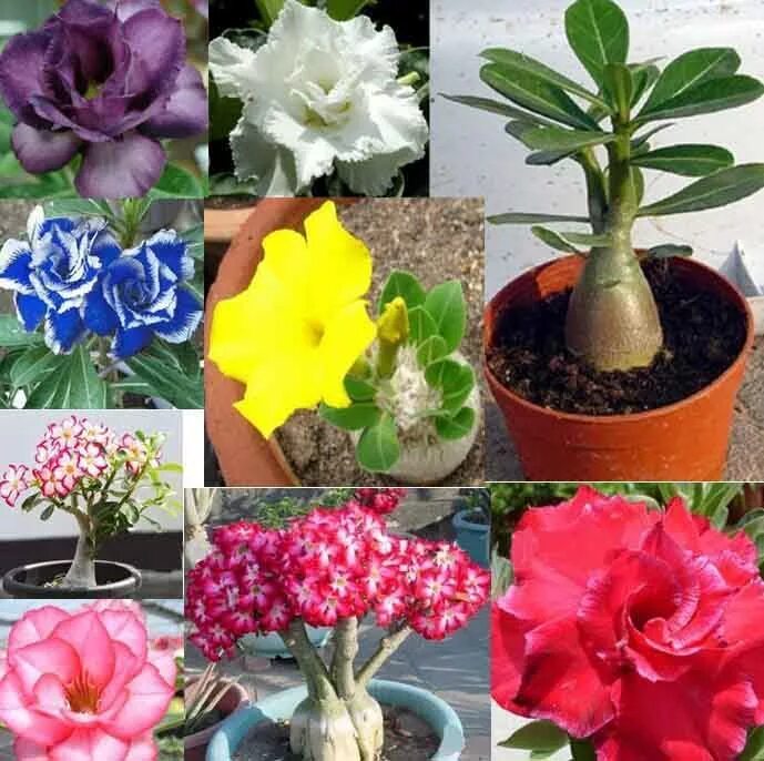 Adenium obesum triple flower snow white. Адениум плант микс. Адениум double moons. Адениум обесум микс. Адениум обесум микс.