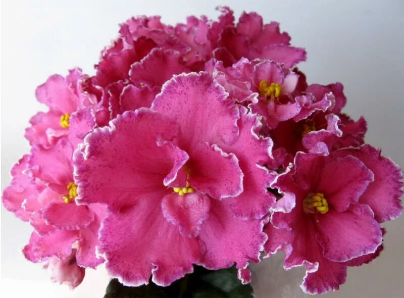 Фиалка узамбарская химера. Фиалка ле королева джиневра. Фиалка королева эльфов. Фиалка королева ночи. Сенполия ек королева льда.