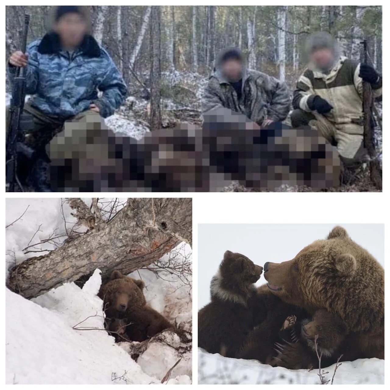 Охотник медведица. Сибирский костюм для охоты на медведя 19-й век. Охота в тверской медведица. Медведь вологда. Охотник медведица.