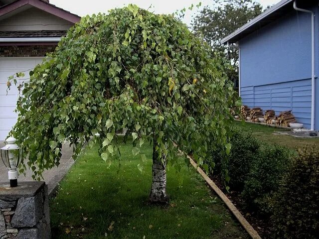 Betula pendula Youngii (Weeping Birch) J Parker Dutch Bulbs многолетники Betula 