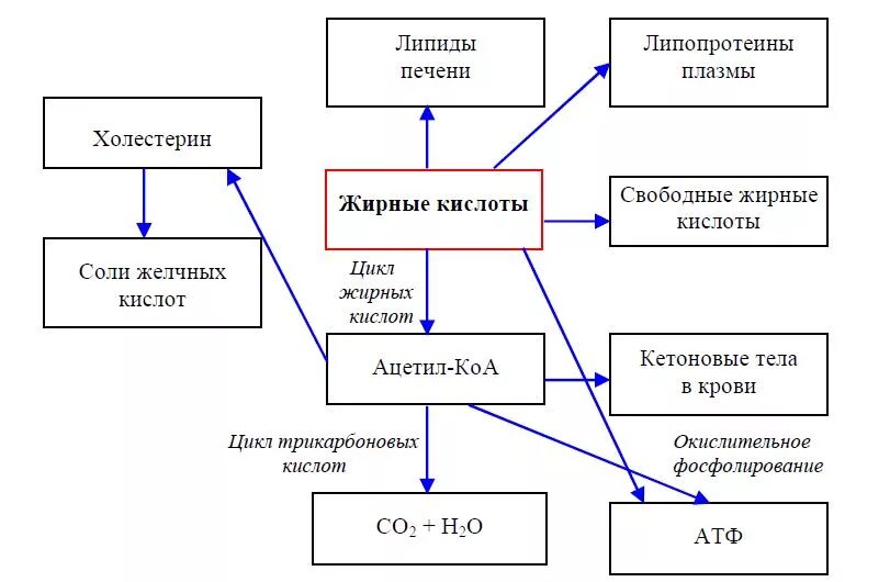 метаболизм аспарагиновой кислоты. схема метаболического пути обмена жиров. схема метаболического пути жирных кислот. схема реакции образования арахидоновой кислоты. пути превращения ацетил коа.