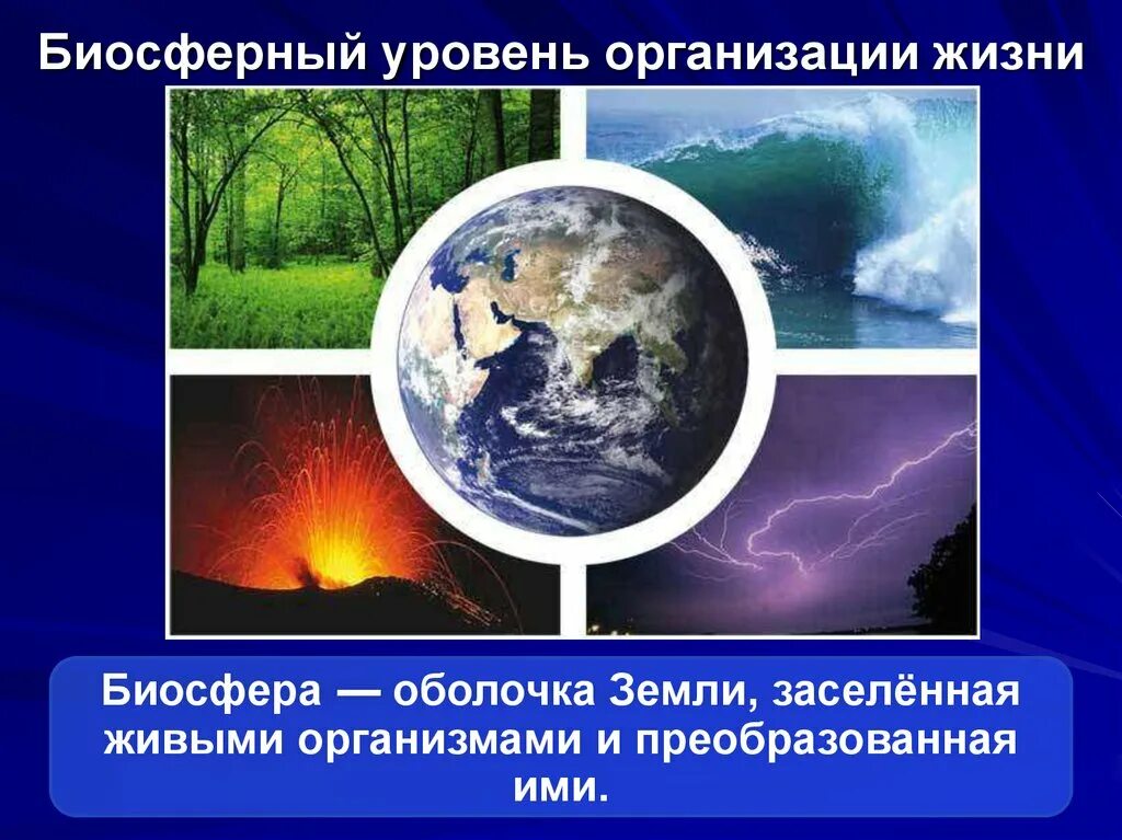 Биосферный уровень организации живой материи. Биосферный уровень жизни. Биосфера уровень организации жизни. Биосферный уровень уровень.