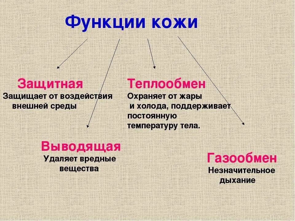 Какие функции выполняет кожа человека обж. Схема функции кожи. Функции кожи человека кратко 8 класс. Схема функции кожи 8 класс. Основные функции кожи кратко.