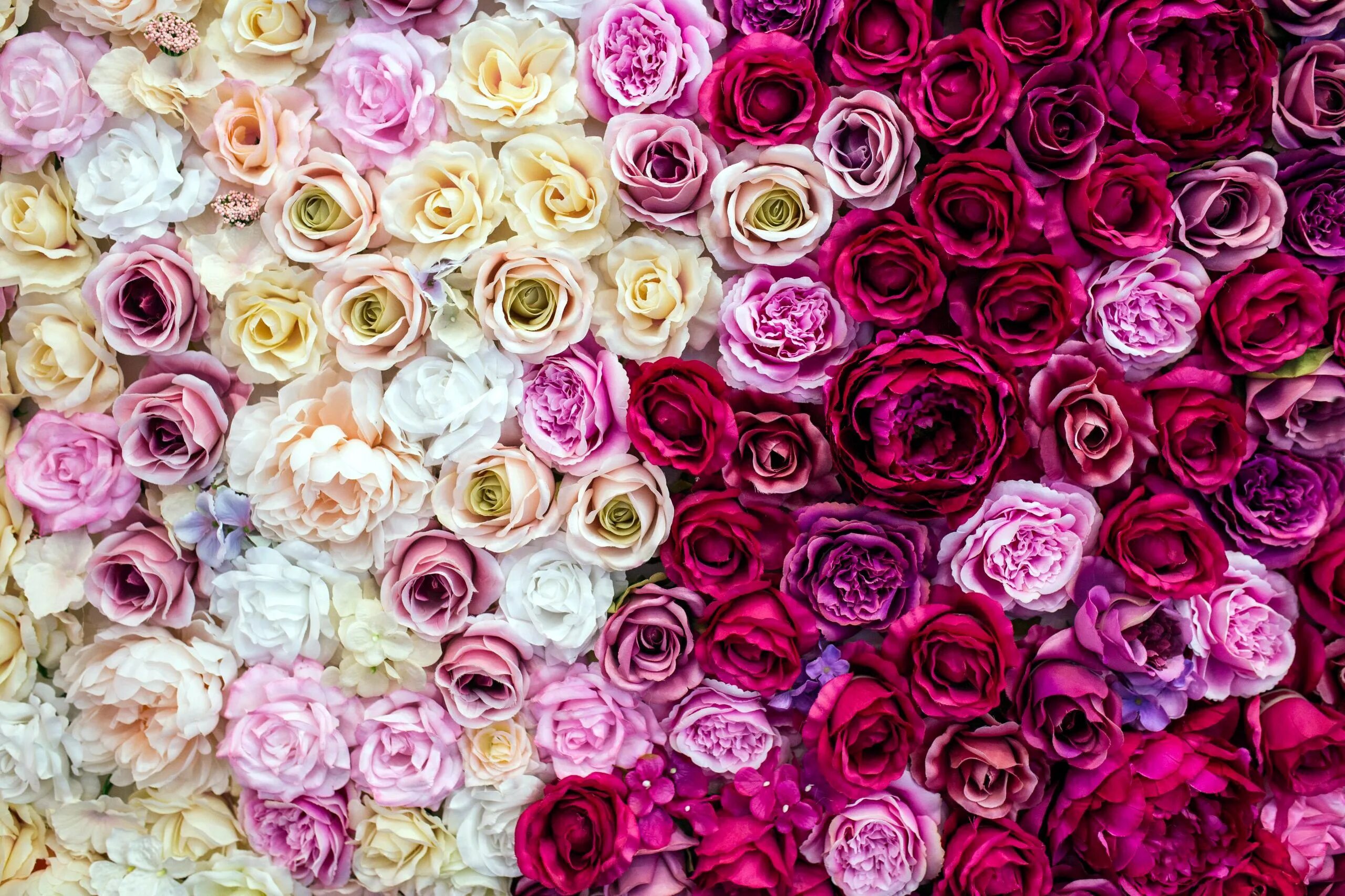 Rose background