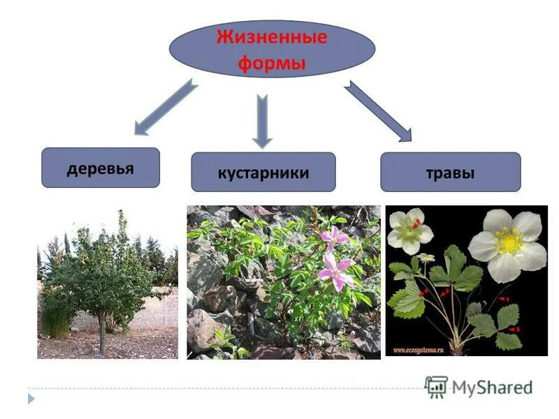 Основные жизненные формы деревья и кустарники. Жизненная форма кустарник. Жизненные формы деревья кустарники и травы. Жизненная форма кустарнички. Жизненные формы )травы, кустарнички, кустарники, деревья).